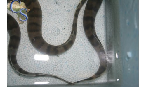 Mastacembelus ellipsifer